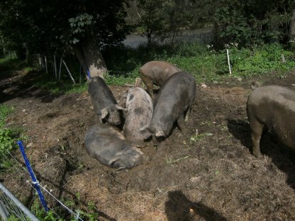 Schlachtreife Freilandschweine