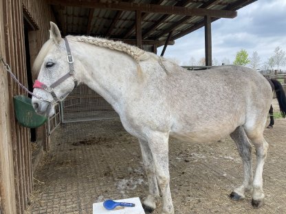 Bild 4:Andalusier Wallach, 17 Jahre