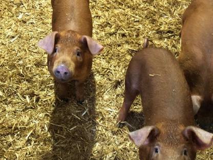 Duroc-Ferkel