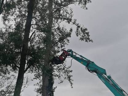 Bild 5:Holzschlägerung, Holzrückung, Rodungsarbeiten