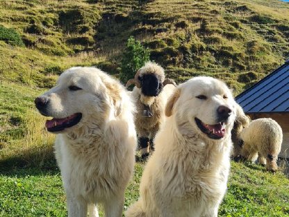 Welpen und Hunde Maremmano Abruzzese