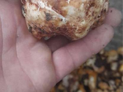 Bild 3:Weiße trüffel