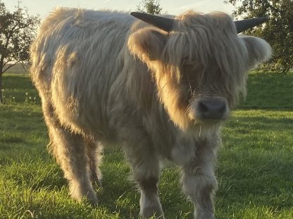 Bio Hochlandrinder Jungstier