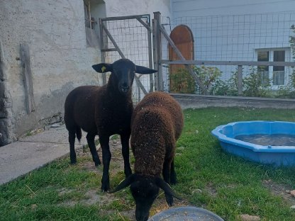 Bild 4:Reinrassige Juralämmer