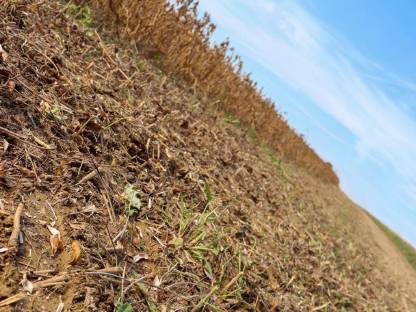 Bild 3:SOJAERNTE mit FLEXschneidwerk