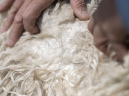 Bild 3:Alpaka Deckhengst - AHL Willi Tell