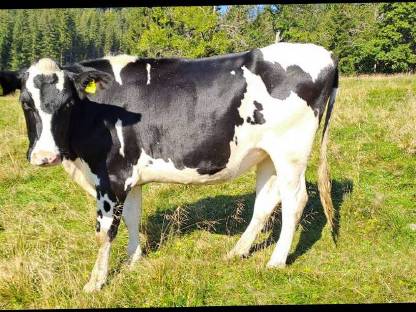 Holstein Kalbinnen trächtig