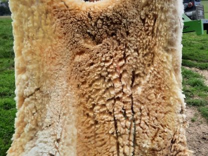 Bild 4:Klauenpflege bei Schafen und Ziegen