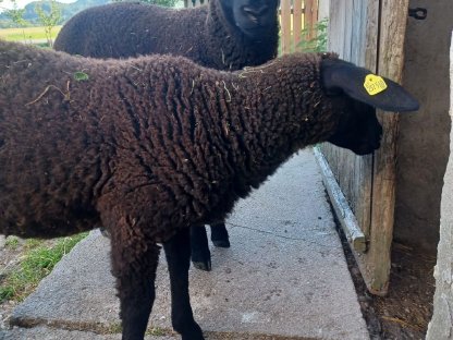 Bild 3:Reinrassige Juralämmer