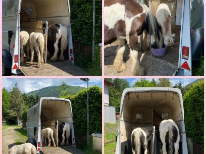 Bild 6:Beritt, Fohlen ABC, Korrektur, Reha, Therapie