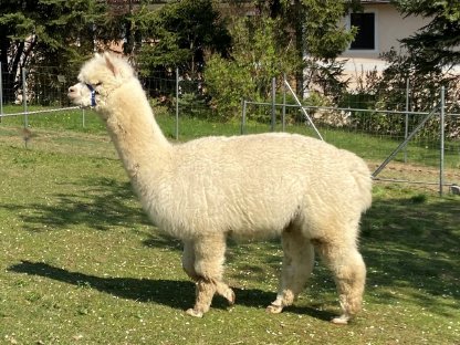 Bild 3:Alpaka Deckservice, Urbach-Alpakas