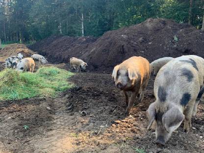 Turopolje-Duroc-Schweine