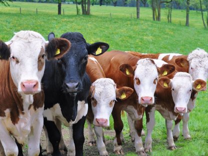 Bild 3:Suche Einsteller, Fresser aus Kombi-Haltung (Anbindehaltung)