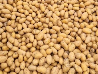 Verschenke Futterkartoffel