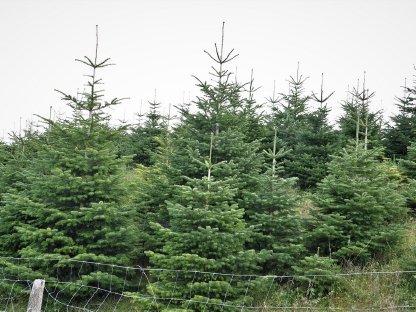 Christbäume Nordmanntannen