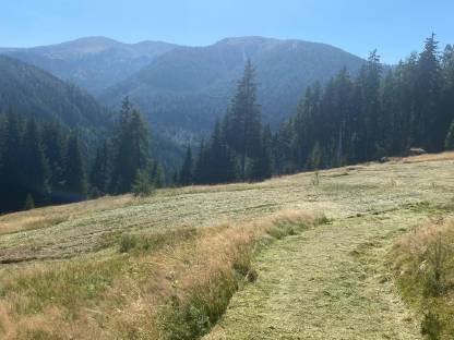 Bild 3:Schlögeln / Mulchen