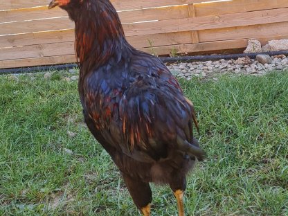 Araucana-Hahn zu verschenken