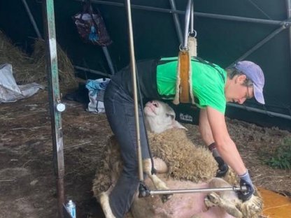 Bild 2:Klauenpflege bei Schafen und Ziegen