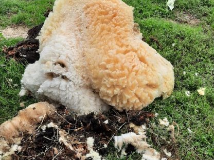 Bild 3:Klauenpflege bei Schafen und Ziegen