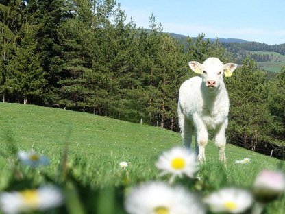 Bild 2:Suche Einsteller, Fresser aus Kombi-Haltung (Anbindehaltung)