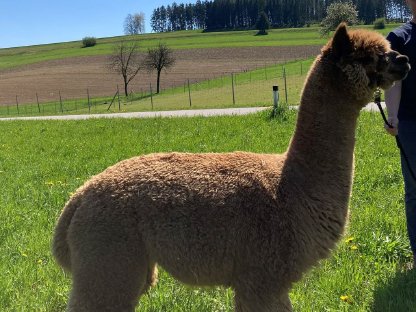 Bild 4:Alpaka Deckservice, Urbach-Alpakas