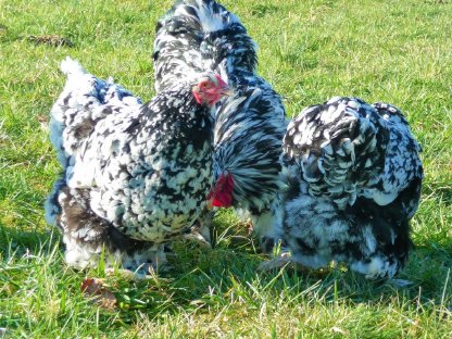 Bild 6:Bruteier Brahma schwarz-weiß gescheckt mottled große Rasse