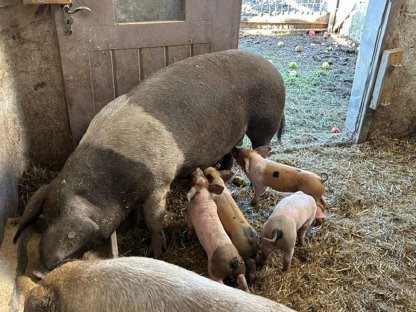 Ferkel von Husumer Sattelschweinen zu verkaufen