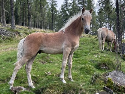 Haflinger Hengstfohlen Shadow