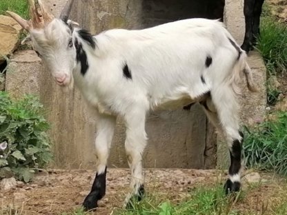 Vierhorn Kurzohr Bock - Kitz