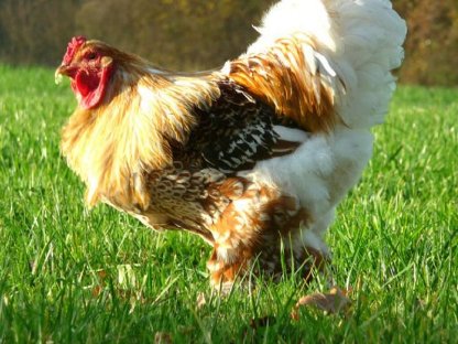 Bild 4:Bruteier Brahma goldweiß gesäumt große Rasse international