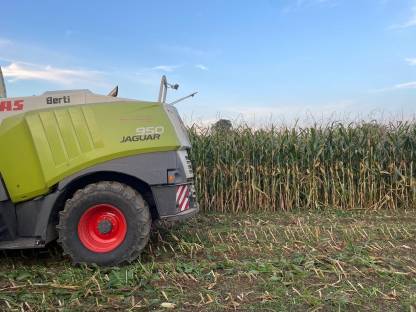 Bio-Maissilageballen zu verkaufen