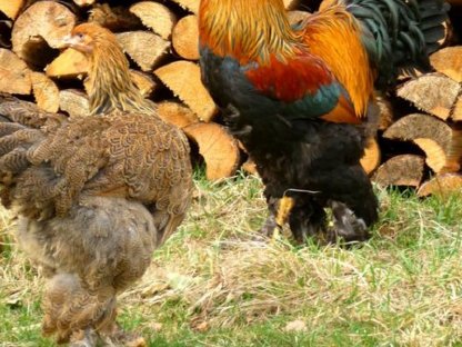 Bild 4:Bruteier Brahma rebhuhnfarbig gebändert große Rasse