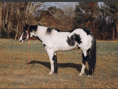 Bildhübscher, eleganter Paint Horse Wallach