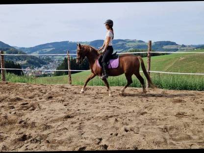 Deutsche Reitpony Stute