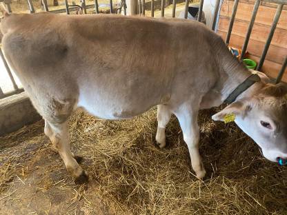 Brown Swiss Kalb