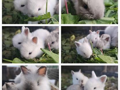 Löwenköpfchen Kaninchen Zwerghasen Zwergkaninchen