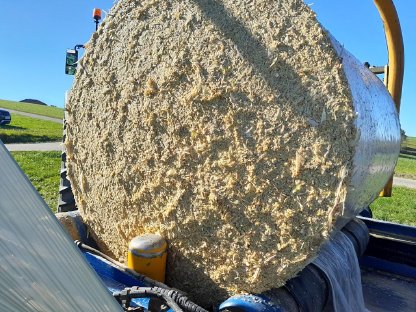 Bild 2:Lieschkolbensilage