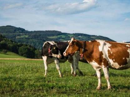 Suche trächtige HF Kalbinnen zugestellt Kärnten