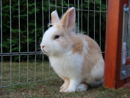 Zwergkaninchen Bub Raffi