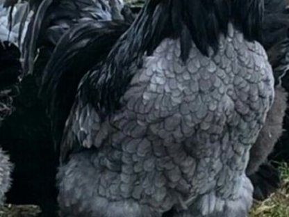 Bild 5:Bruteier Brahma blau, große Rasse, Versand international