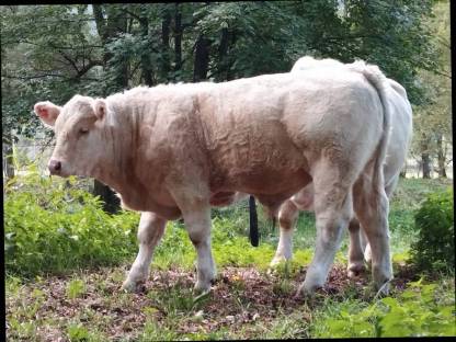 Genetisch hornlose Charolais Jungstiere!