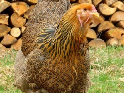 Bild 5:Bruteier Brahma rebhuhnfarbig gebändert große Rasse