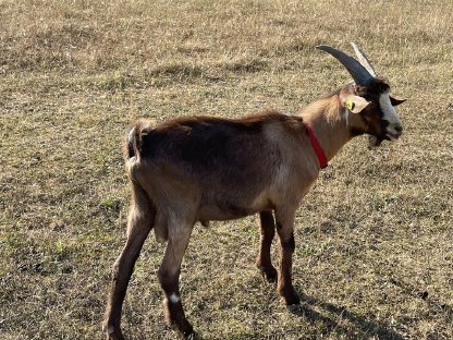 Passeirer Ziegenbock