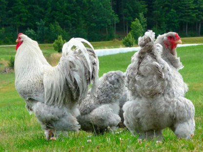 Bild 6:Bruteier Brahma perlgrau gesperbert, internationaler Versand