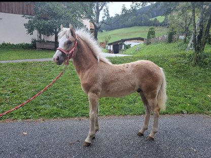 Haflinger Hengstfohlen zu verkaufen