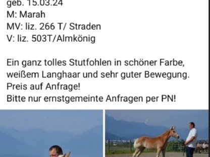 3 Haflinger Fohlen zu verkaufen