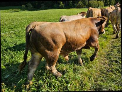 Murbodner Stier, geb. 31.12.23, weidegängig, Bio