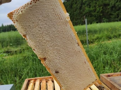Bild 2:Verkaufe Honig aus dem Waldviertel