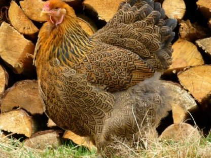 Bild 3:Bruteier Brahma rebhuhnfarbig gebändert große Rasse