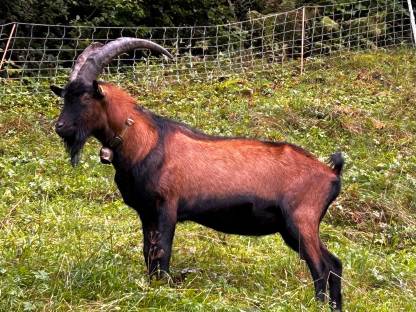 Zuchtbock Gemsfarbige Gebirgsziege